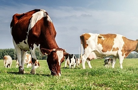 Минсельхозпрод: Беларусь в 2017 году выйдет на рекордный удой молока на одну корову