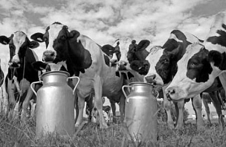 Рейтинг: Топ-10 районов Беларуси по надоям молока в первом полугодии 2017 года